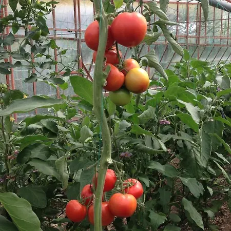 Lejlighedshotel Nirvana 4*