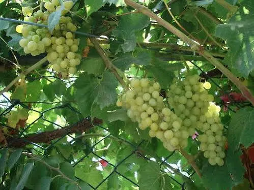 아파트호텔 Nirvana 4*