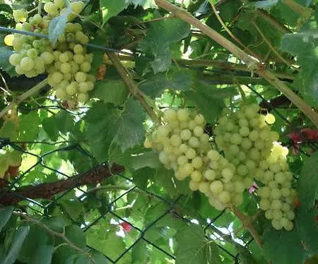 Apartahotel Nirvana 4*