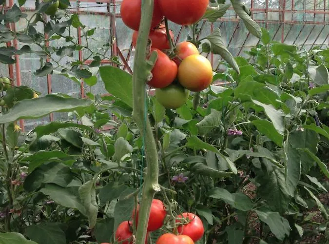 Hotel de apartamente Nirvana 4*